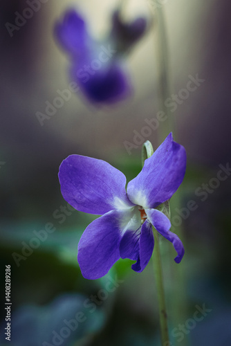 Wallpaper Mural Delicate purple flower blooming in spring, viola odorata Torontodigital.ca