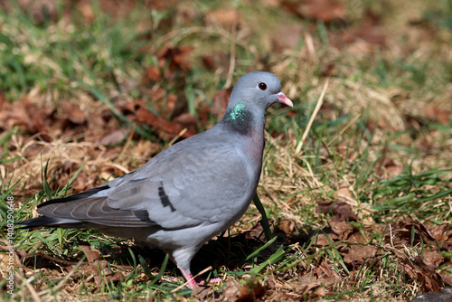 Canvas Print Stock dove