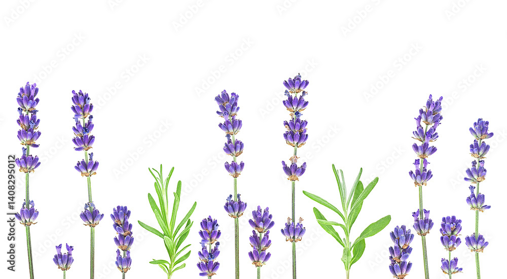 Naklejka premium Beautiful lavender flowers mix isolated on a white background. Branches and green leaves of lavender. Aromatic flowers.