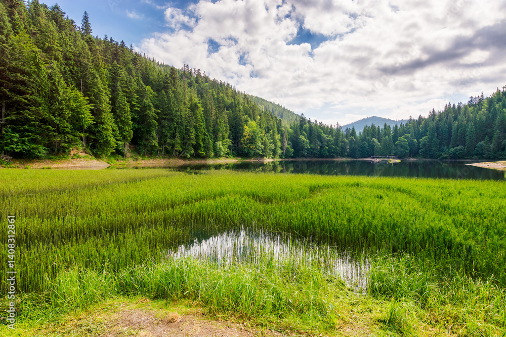 landscape by the lake synevyr on a cloudy forenoon. scenic view of popular travel destination. coniferous trees near the lake shore and forested carpathian mountain reflecting in the water
