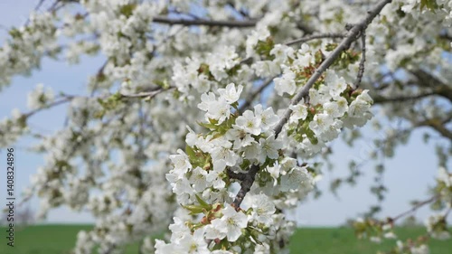 kirschbaum mit bienen in voller weißer blüte im frühling