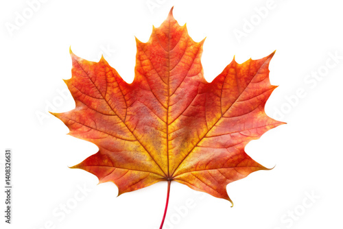 Wallpaper Mural Maple leaf isolated on white background PNG Torontodigital.ca