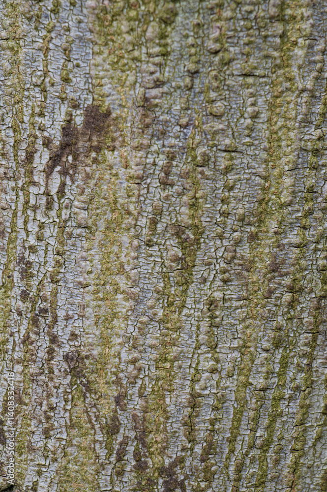 Obraz premium Beautiful close-up of the bark of acacia cornigera