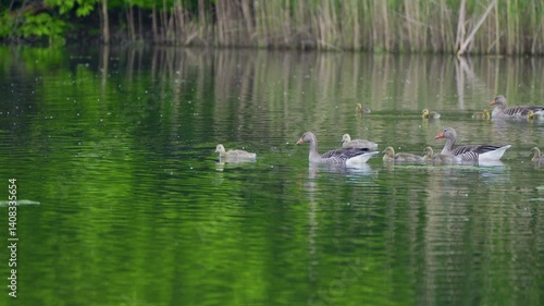 family of ducks on the lake