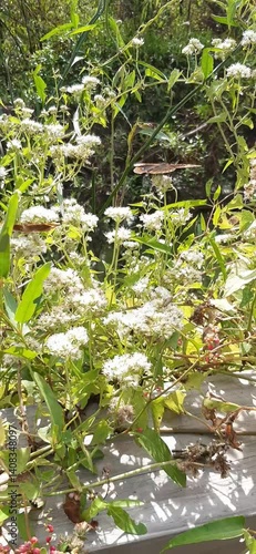 Butterflies and bees on the flowers