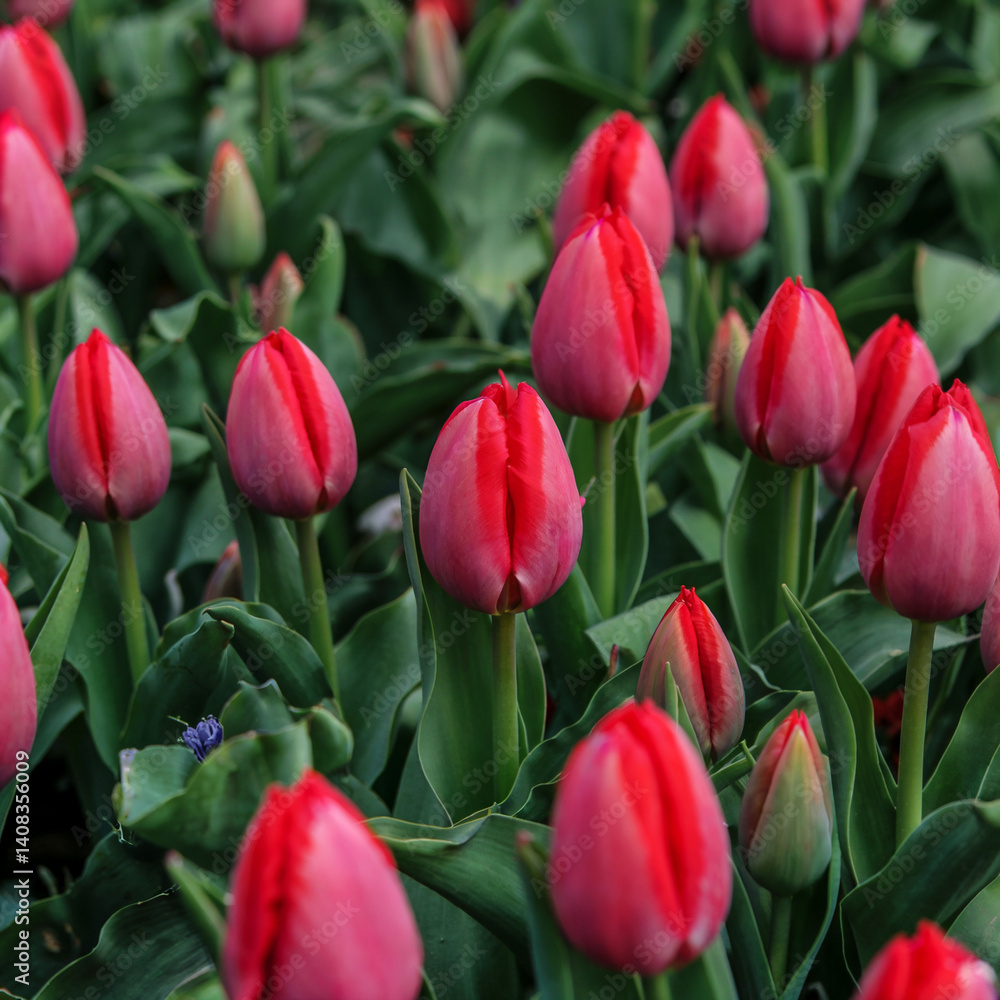 Fototapeta premium red tulips in the garden