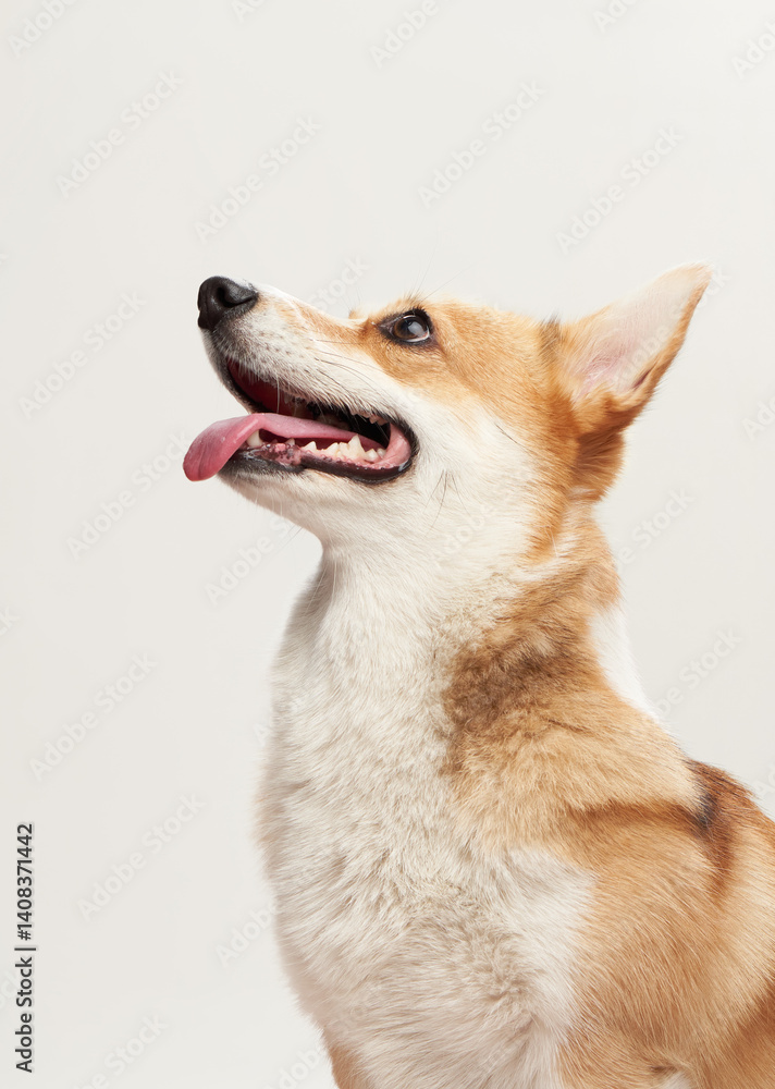 A Pembroke Welsh Corgi is captured in side profile, looking upward with an open mouth and perked ears. The white background enhances the dog's elegant posture and fluffy fur. A Pembroke Welsh Corgi is captured in side profile, looking upward with an open mouth and perked ears. The white background enhances the dog's elegant posture and fluffy fur.