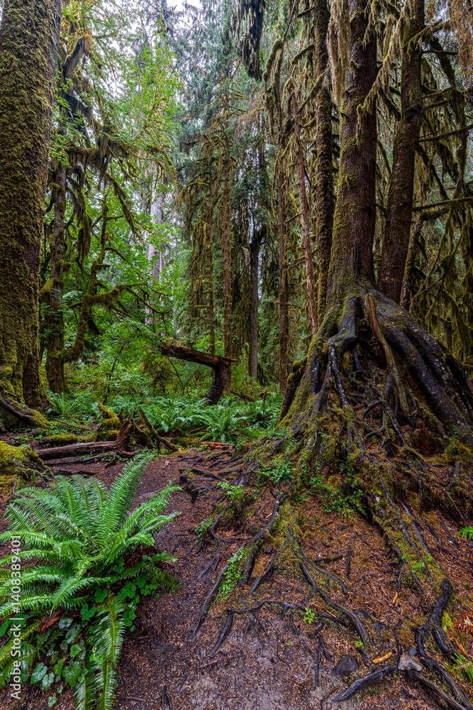 Hoh Rain Forest in the Olympic National Park, WA