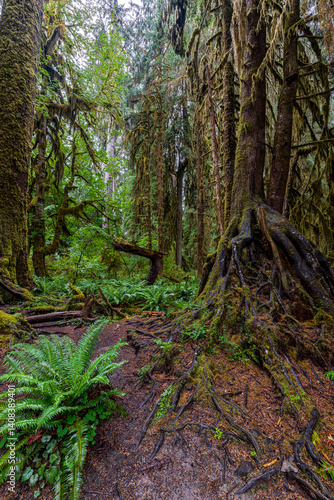 Obraz na płótnie Hoh Rain Forest in the Olympic National Park, WA w salonie