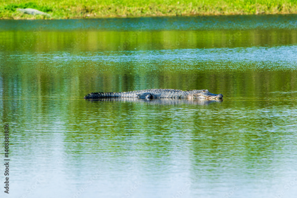 Fototapeta premium American Alligator