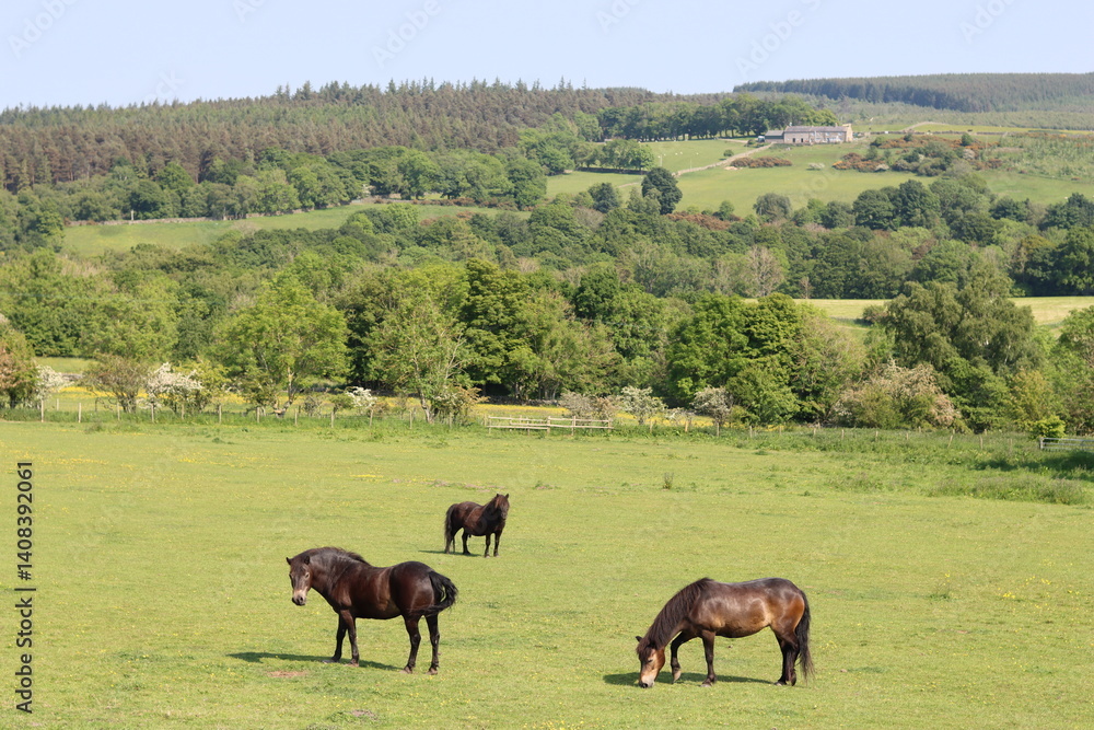 Horses and ponies grazing in a meadow in rural countryside in sunshine Horses and ponies grazing in a meadow in rural countryside in sunshine