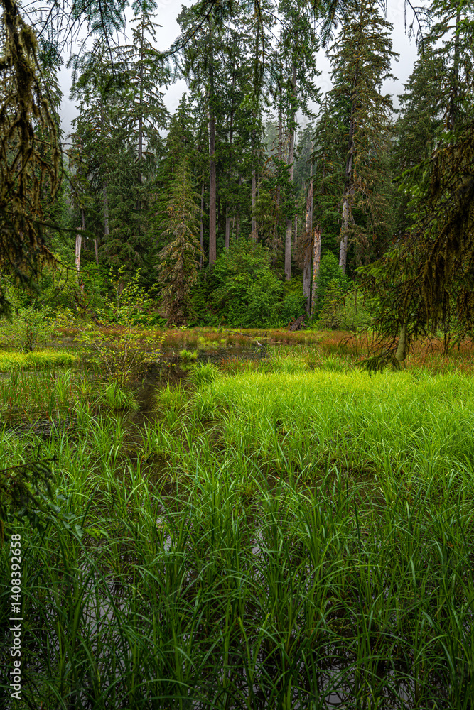 Hoh Rain Forest in the Olympic National Park, WA