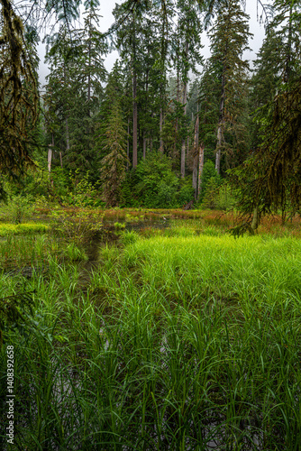 Obraz na płótnie Hoh Rain Forest in the Olympic National Park, WA w salonie