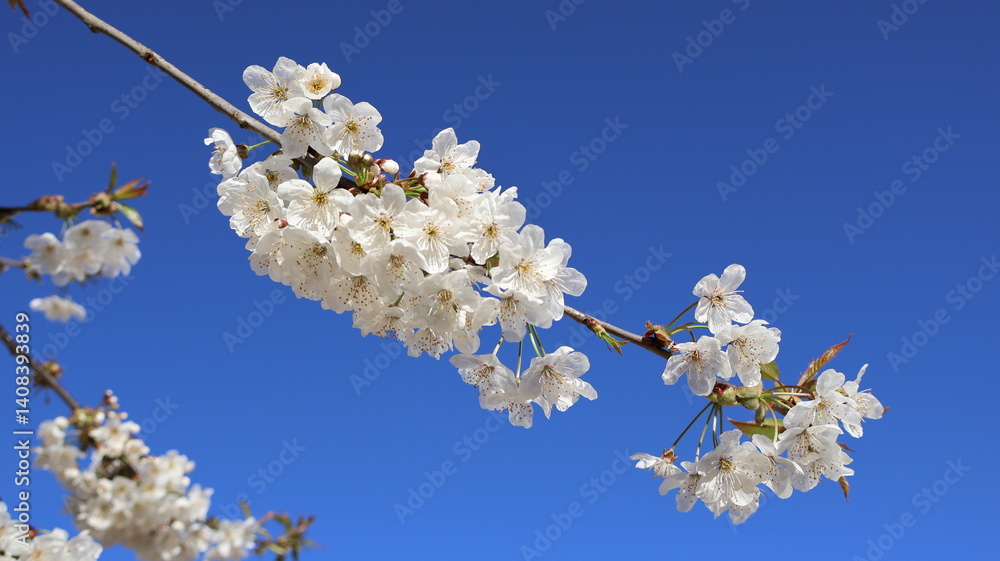 Cherry Blossom White with Blue Sky Background Cherry Blossom White with Blue Sky Background