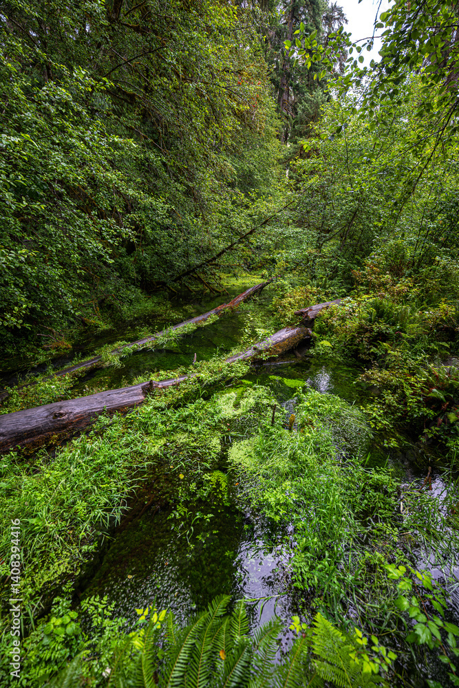 Hoh Rain Forest in the Olympic National Park, WA