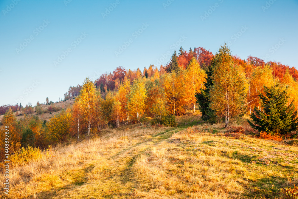 Fototapeta premium Spectacular view the multicolored autumn forest in the soft light of the sun. Carpathian mountains, Ukraine.