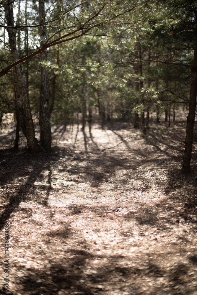 The photo shows a serene forest pathway illuminated by soft sunlight filtering through the trees, casting long shadows on the forest floor, creating a peaceful and natural atmosphere. The photo shows a serene forest pathway illuminated by soft sunlight filtering through the trees, casting long shadows on the forest floor, creating a peaceful and natural atmosphere.