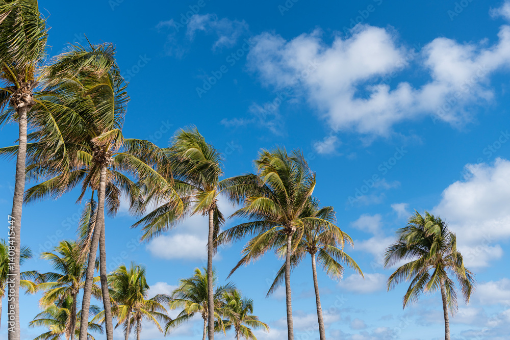 Naklejka premium Tropical beach in Miami. Tropical windy weather with palm tree. Strong wind. Exotic nature. Palm tree on windy weather. Hurricane in Florida. Palm tree in hurricane weather. Palm leaves rustling