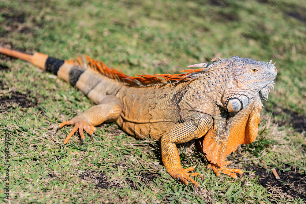 Naklejka premium Exotic reptile animal. Wildlife fauna. Reptile animal in tropical rainforest. Wildlife zoo jungle. Iguana lizard in jungle. American iguana herbivorous lizard. Exotic iguana reptile. Iguana species
