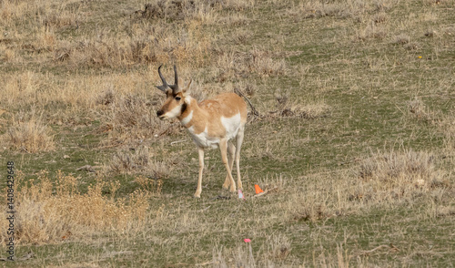 antelope in a field