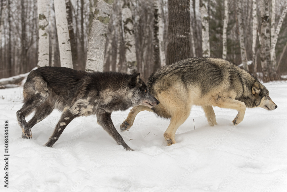 Two Grey Wolves (Canis lupus) Slulk Right Winter