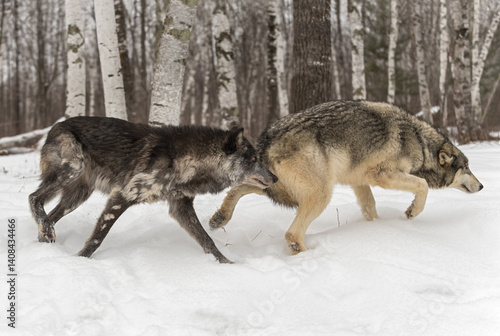 Obraz na płótnie Two Grey Wolves (Canis lupus) Slulk Right Winter w salonie