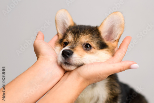 Corgi puppy cupped in human hands