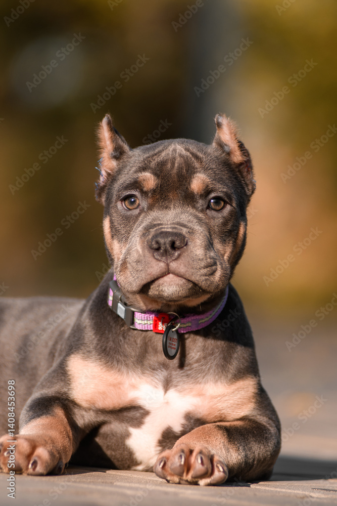 Fototapeta premium Cute American Bully puppy sitting on a wooden surface in a park on a sunny autumn day. The young dog wears a pink collar and looks to the side with a curious expression. Warm natural lighting and blur