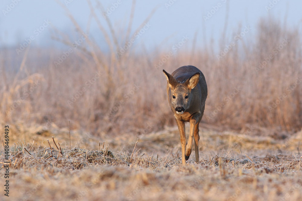 Sarna europejska (Capreolus capreolus) roe deer