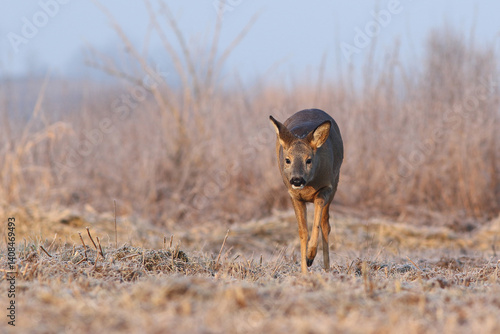 Obraz na płótnie Sarna europejska (Capreolus capreolus) roe deer w salonie
