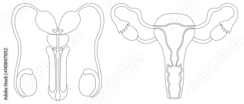female and female reproductive system