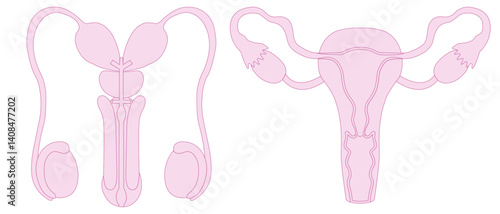 Pink simple design female and female reproductive system, cute scientist style.