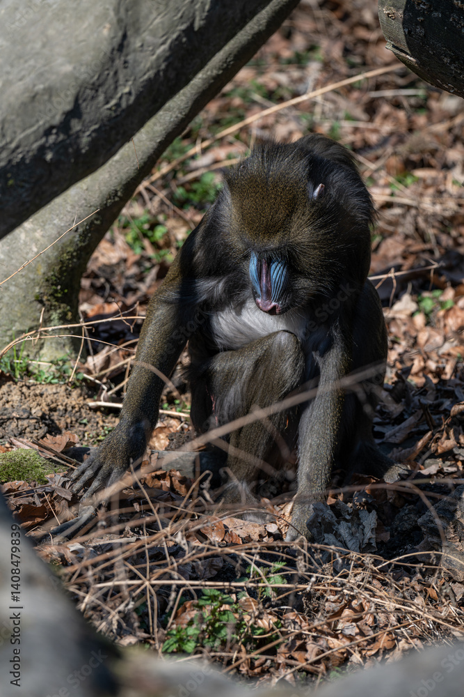 A mandrill monkey is outdoors looking for food in dry leaves.