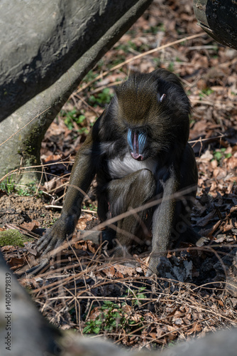 Obraz na płótnie A mandrill monkey is outdoors looking for food in dry leaves.
w salonie
