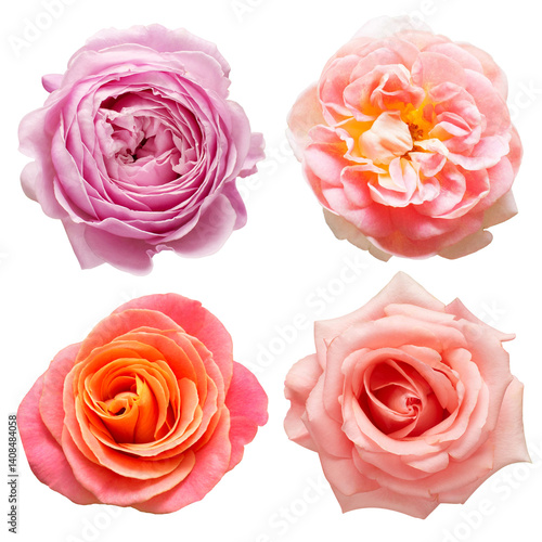 Collection pink flowers head roses isolated on a white background. Top view, flat design, florist business concept