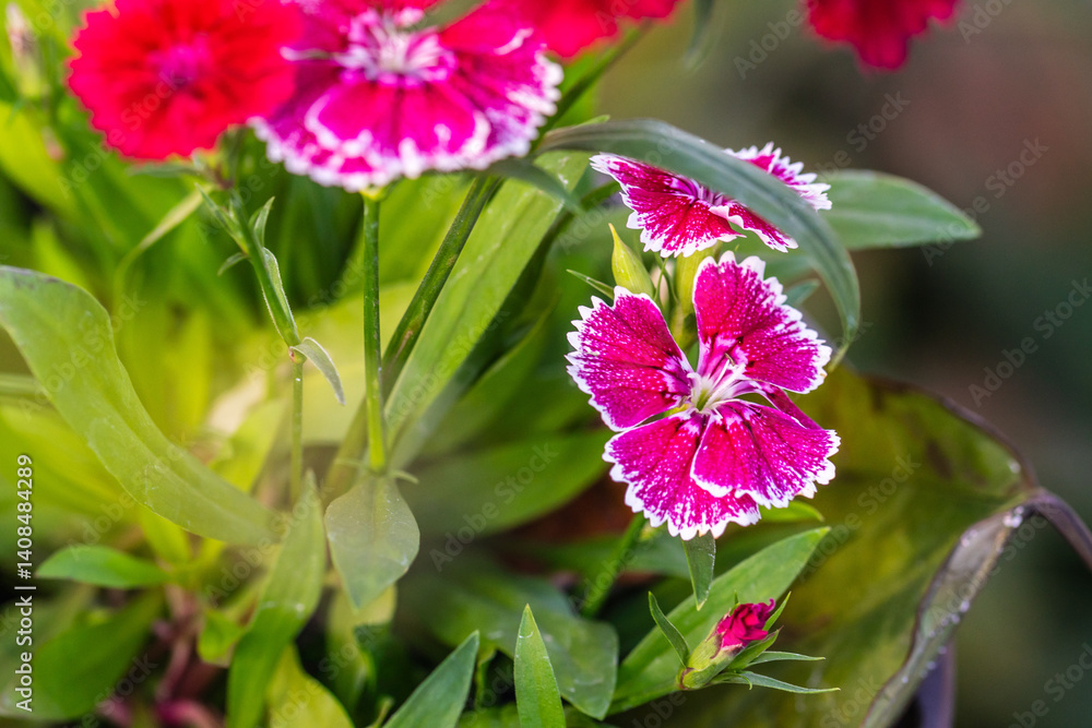 Fototapeta premium Dianthus chinensis pertenece a la familia de Caryophyllaceae.