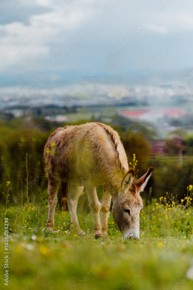 Light brown donkey grazing peacefully in a green field, celebrating world donkey day