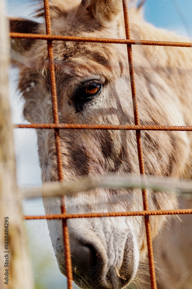 Donkey grazing behind a rusty fence in celebration of world donkey day