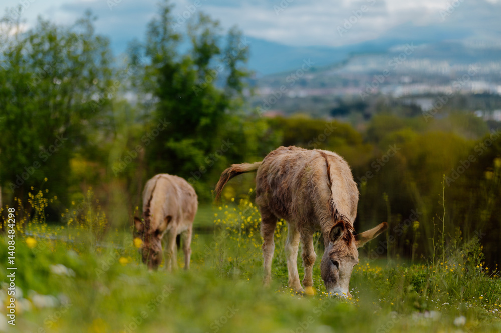 Two donkeys grazing in a field on a farm, celebrating world donkey day