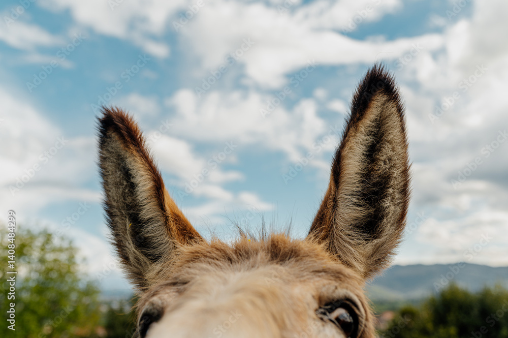 Donkey showing its big ears under a cloudy sky, celebrating world donkey day on may 8th