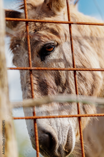 Obraz na płótnie Donkey grazing behind a rusty fence in celebration of world donkey day w salonie