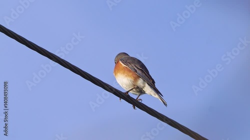 Watch this video of a beautiful female Eastern Bluebird as she perches gracefully on a power line. Observe her subtle colors and calm demeanor as she surveys her surroundings