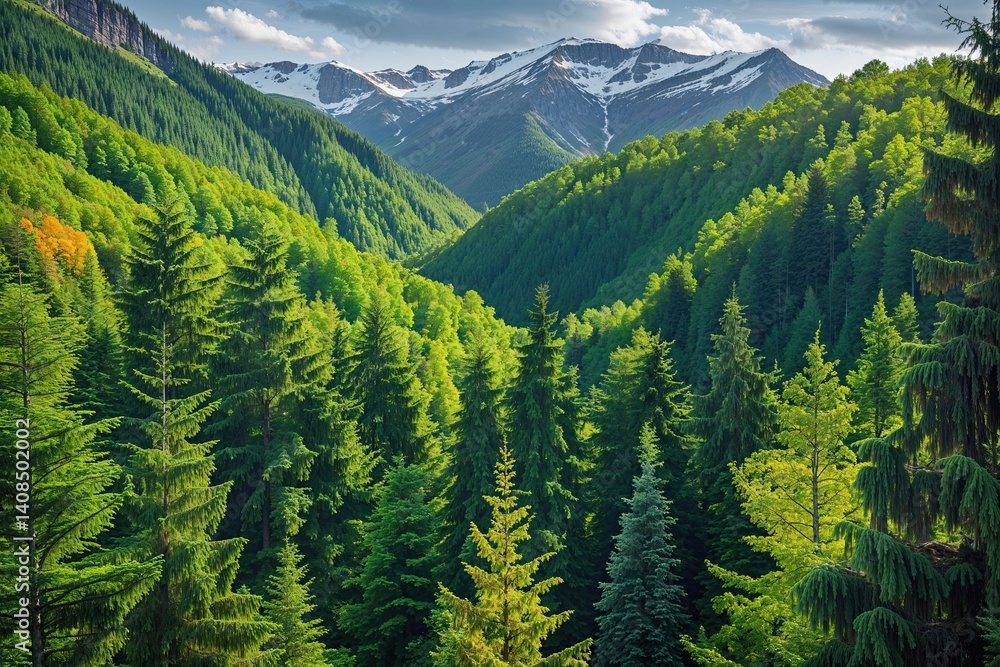 Fototapeta premium Vibrant Green Forest with Stunning Views of Spruce Fir and Pine Trees