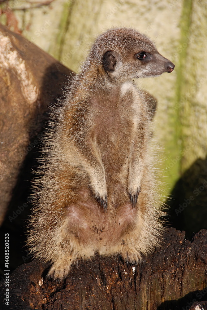Meerkat at an animal sanctuary.