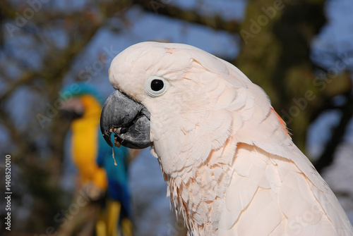 Obraz na płótnie White Cockatoo w salonie