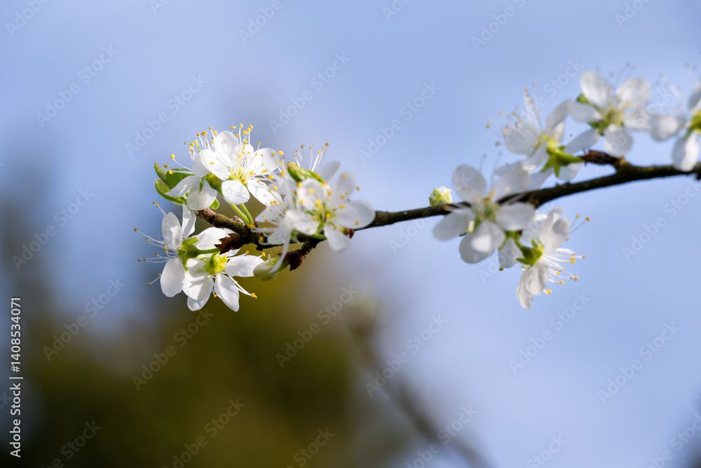 Blossoms of Prunus domestica subsp. insititia or damson tree in spring , close up Blossoms of Prunus domestica subsp. insititia or damson tree in spring , close up