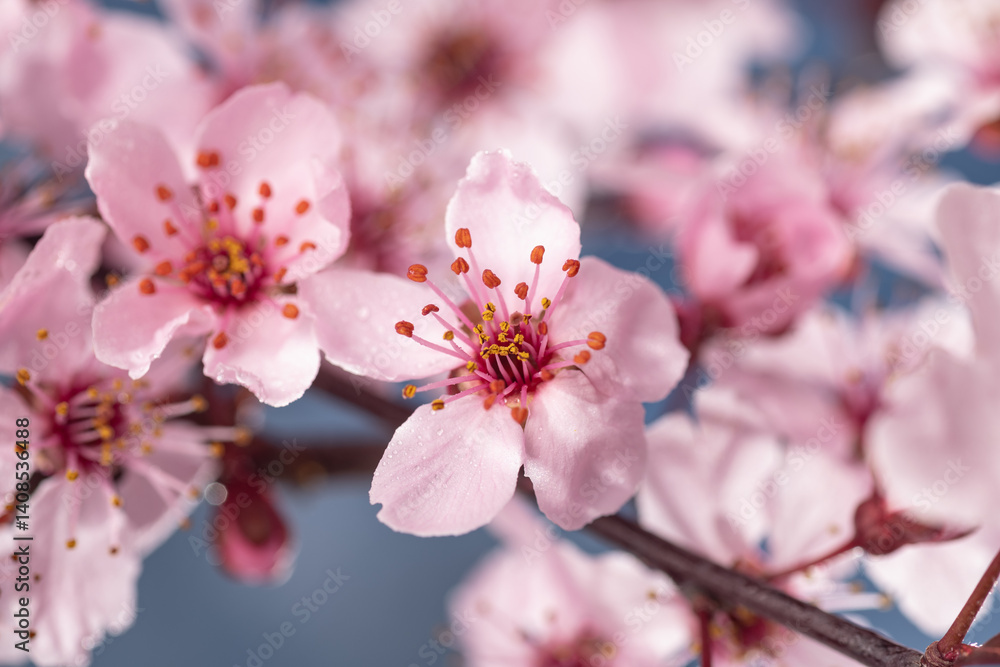 cherry blossom in spring, sakura flowers on blue sky background. cherry blossom in spring, sakura flowers on blue sky background.