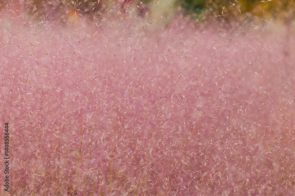 Fototapeta premium muhlenbergia capillaris.Pink Cloud Muhly Grass.Close-Up of Pink Grass Blades.Pink ornamental grass in landscape design.airy pink flower texture background.Cereals and herbs in the garden