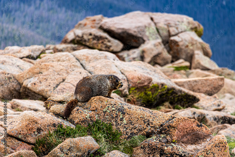 Marmot coming out of the rocky terrain high in the Rocky Mountains on a cold spring day. Marmot coming out of the rocky terrain high in the Rocky Mountains on a cold spring day.