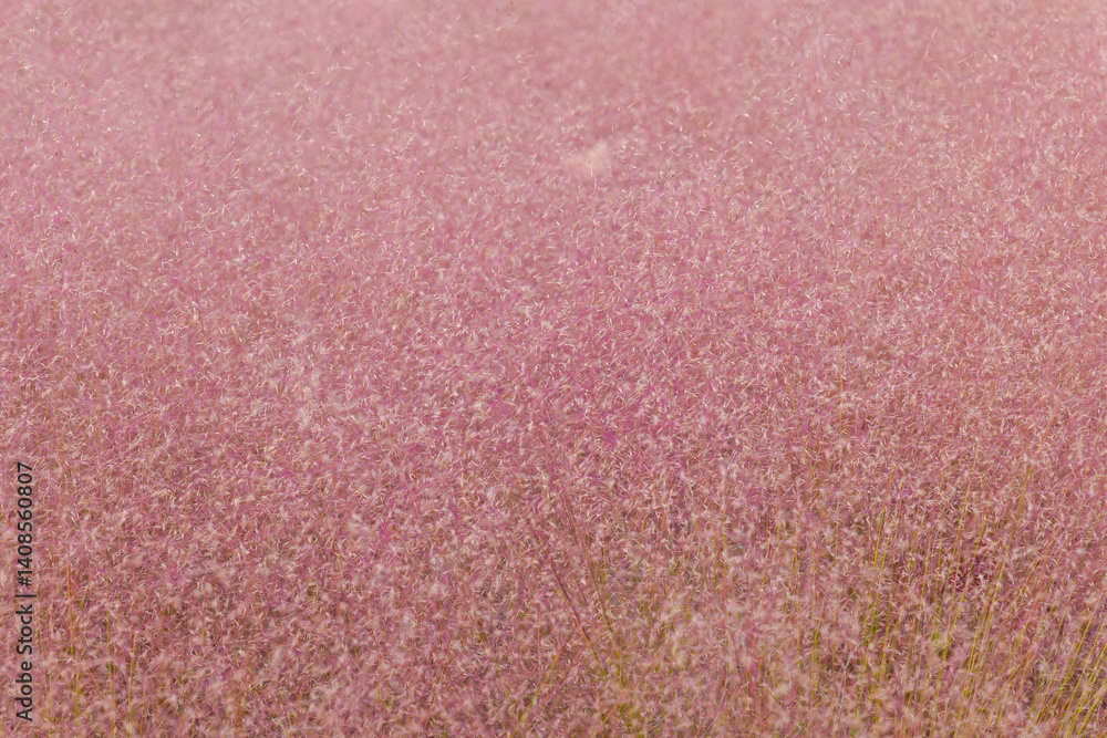 Fototapeta premium Pink Cloud Muhly Grass.Close-Up of Pink Grass Blades.muhlenbergia capillaris pink cloud.ornamental grass in landscape design.airy pink flower texture background.Cereals and herbs in the garden 